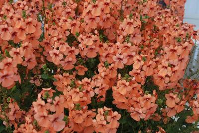 Diascia Aurora 'Apricot'