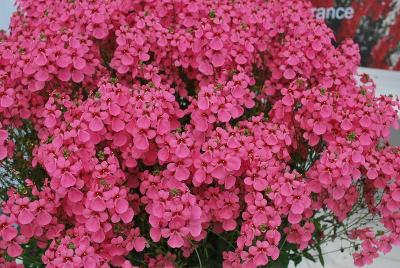 Diascia Aurora 'Light Pink'