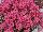 PlantHaven Inc.: Diascia  'Light Pink' 