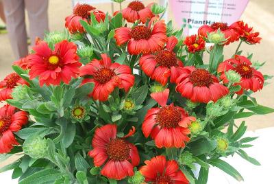  Gaillardia Celebration 