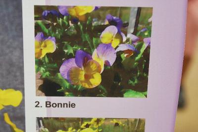 Magnifi Scent™ Viola Bonnie 