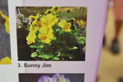 Viola Magnifi Scent™ 'Sunny Jim'