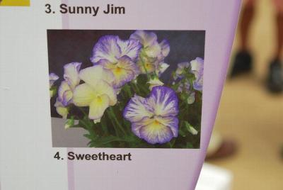 Viola Magnifi Scent™ 'Sweetheart'