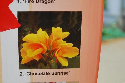  Canna Chocolate Sunrise 