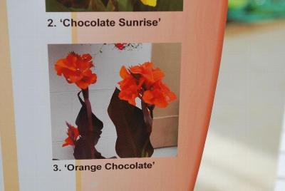  Canna Orange Chocolate 