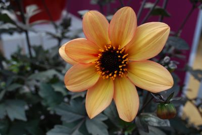 Mystic Dahlia Red, Peach