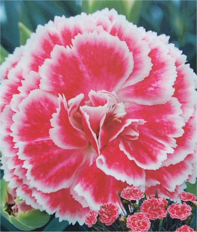 Whetman Pinks Dianthus Coral Reef 