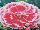 PlantHaven Inc.: Dianthus  'Coral Reef' 