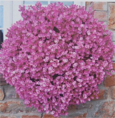 Diascia Little 'Dancer'