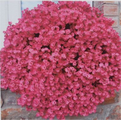 Little Diascia Dreamer