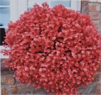 Little Diascia Drifter 