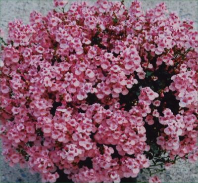 Little Diascia Maiden 