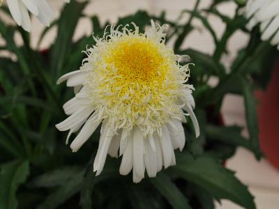 Leucanthemum Real 'Glory'