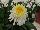 PlantHaven Inc.: Leucanthemum  'Glory' 