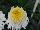 PlantHaven Inc.: Leucanthemum  'Real Glory' 