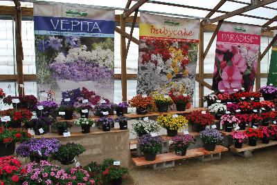 Seen @ Spring Trials 2016.: Welcome to Kientzler North America @ Windmill Nursery in Beullton for Spring Trials 2016, featuring Vepita™  Verbena, Babycake™ Nemesia and Paradise™ New Guinea Impatiens …. and more.
