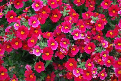 Nemesia Nessie Plus™ 'Red'