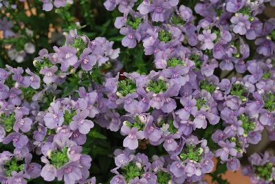 Karoo™ Nemesia Soft Blue 