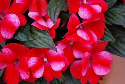 New Guinea Impatiens Paradise™ 'Bicolor Red'