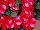 Paradise™ New Guinea Impatiens Bicolor Red 