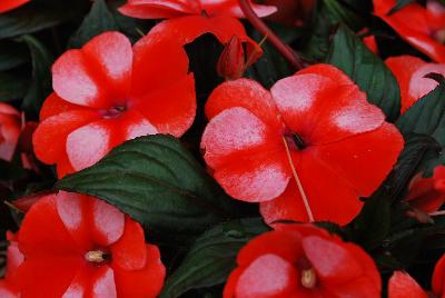 New Guinea Impatiens Paradise™ 'Bicolor Orange'