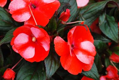 New Guinea Impatiens Paradise™ 'Bicolor Orange'