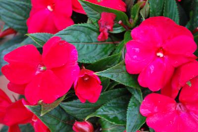 New Guinea Impatiens Paradise™ 'Cherry Red'