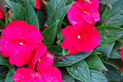 New Guinea Impatiens Paradise™ 'Cherry Red'