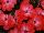 Kientzler GmbH & Co.: New Guinea Impatiens  'Dark Salmon with Eye' 