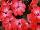 Kientzler GmbH & Co.: New Guinea Impatiens  'Dark Salmon with Eye' 