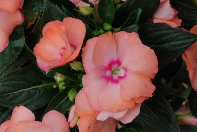 New Guinea Impatiens Paradise™ 'Light Salmon'