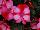 Kientzler GmbH & Co.: New Guinea Impatiens  'Strawberry Bicolor on Light Pink' 