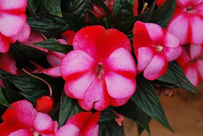 New Guinea Impatiens Paradise™ 'Strawberry Bicolor on Light Pink'