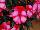 Kientzler GmbH & Co.: New Guinea Impatiens  'Strawberry Bicolor on Light Pink' 