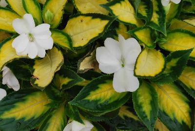 New Guinea Impatiens Painted Paradise™ 'White'