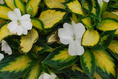 Painted Paradise™ New Guinea Impatiens White