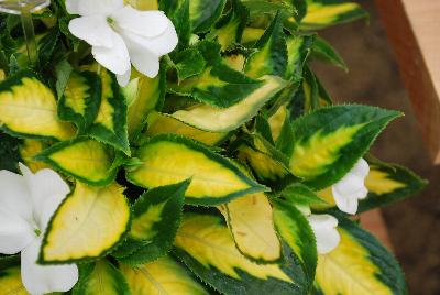 New Guinea Impatiens Painted Paradise™ 'White'