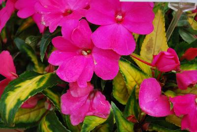 Painted Paradise™ New Guinea Impatiens Lilac 