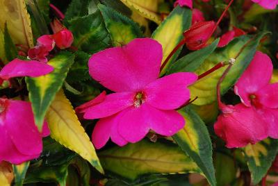 New Guinea Impatiens Painted Paradise™ 'Lilac'