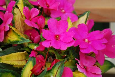 New Guinea Impatiens Painted Paradise™ 'Lilac'