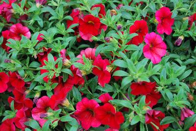 Unique™ Calibrachoa Dark Red 