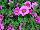 Kientzler GmbH & Co.: Calibrachoa  'Hot Pink' 