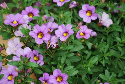 Kientzler GmbH & Co.: Unique™ Calibrachoa Lavender 