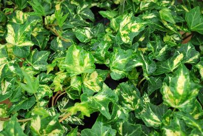 Hedera  'Golden Ingot'