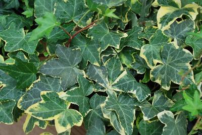  Hedera Yellow Ripple 