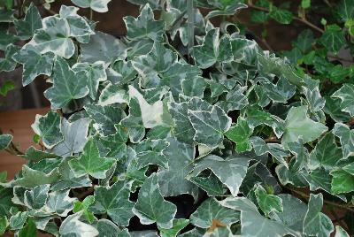 Hedera  'Glacier'