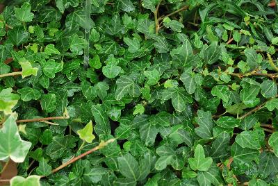 Hedera  'Duckfoot'