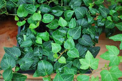 Hedera  'Teardrop'