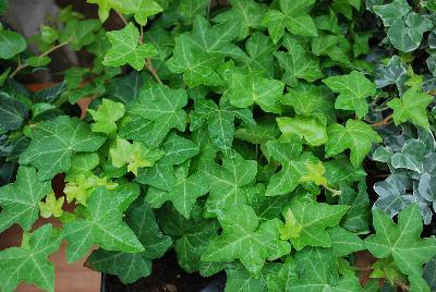 Hedera  'Yellow Ripple Mutation'