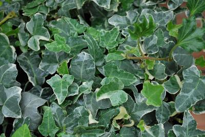 Hedera  'William Kennedy'